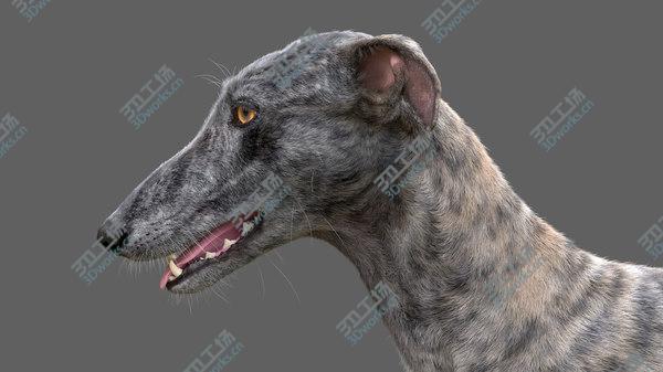 images/goods_img/20210312/3D model Greyhound (2) (Fur)/4.jpg